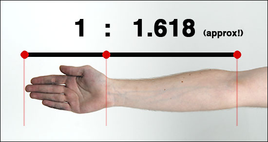 golden ratio in nature human body